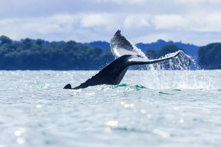 où voir les baleines à Bahia Malaga Buenaventura sur la côte pacifque en colombie