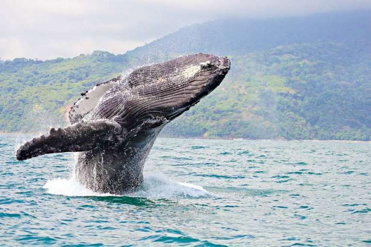 où voir les baleines à Isla Gorgona sur la côte pacifque en colombie