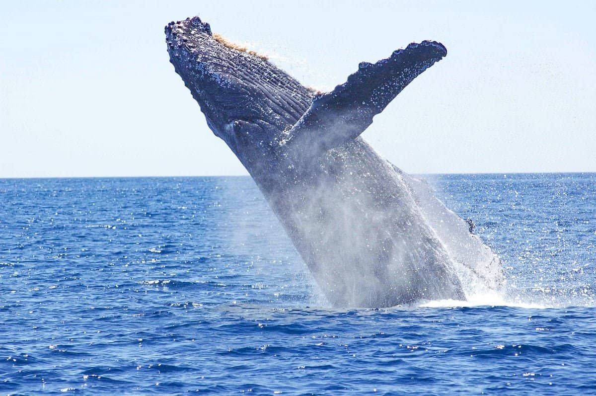 où voir les baleines sur la côte pacifque en colombie