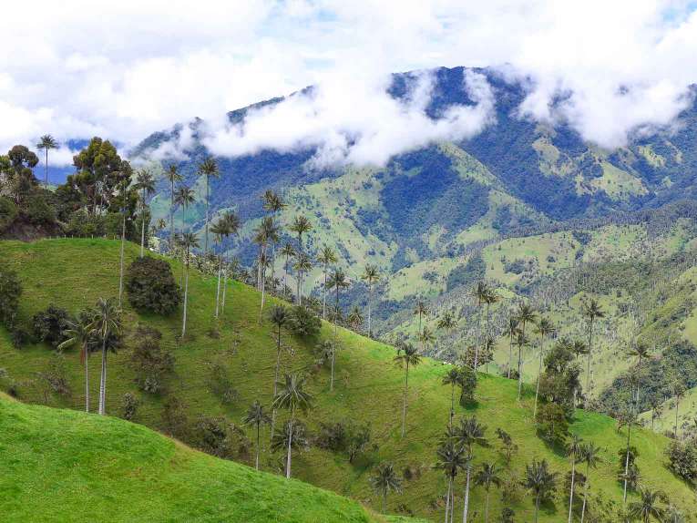 Tochecito vallée de la Carbonera à Salento en Colombie