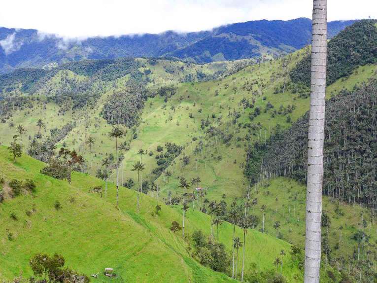 Tochecito vallée de la Carbonera à Salento en Colombie
