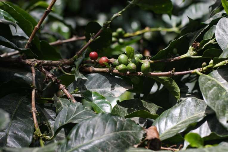 Un caféier aux feuilles vertes et aux baies de café mûres.
