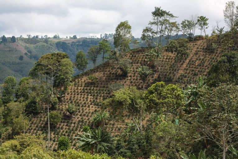 Vue d'une plantation de café au Rwanda.