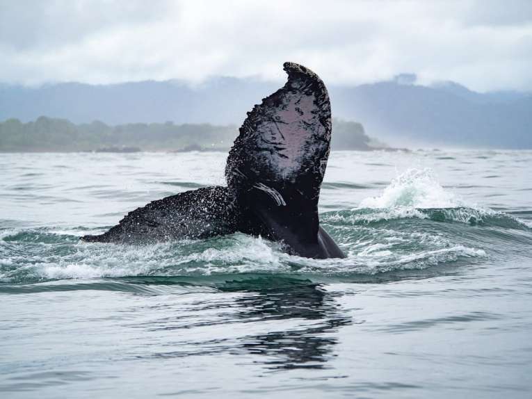 voir les baleines à el valle sur la côte pacifique de colombie