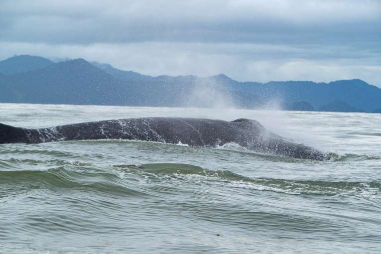 voir les baleines à el valle sur la côte pacifique de colombie