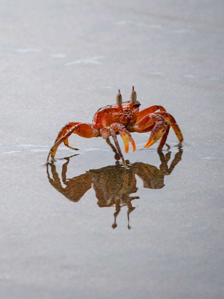 crabe rouge sur la plage El Tigre à El valle , Bahia Solano en Colombie