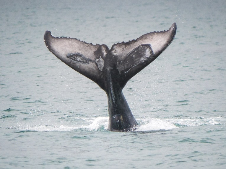 observation des baleines à playa blanca parc utria pacifique colombie