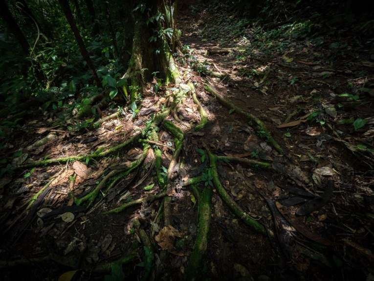 forêt du parc utria près de Nuqui et Bahia Solano en Colombie