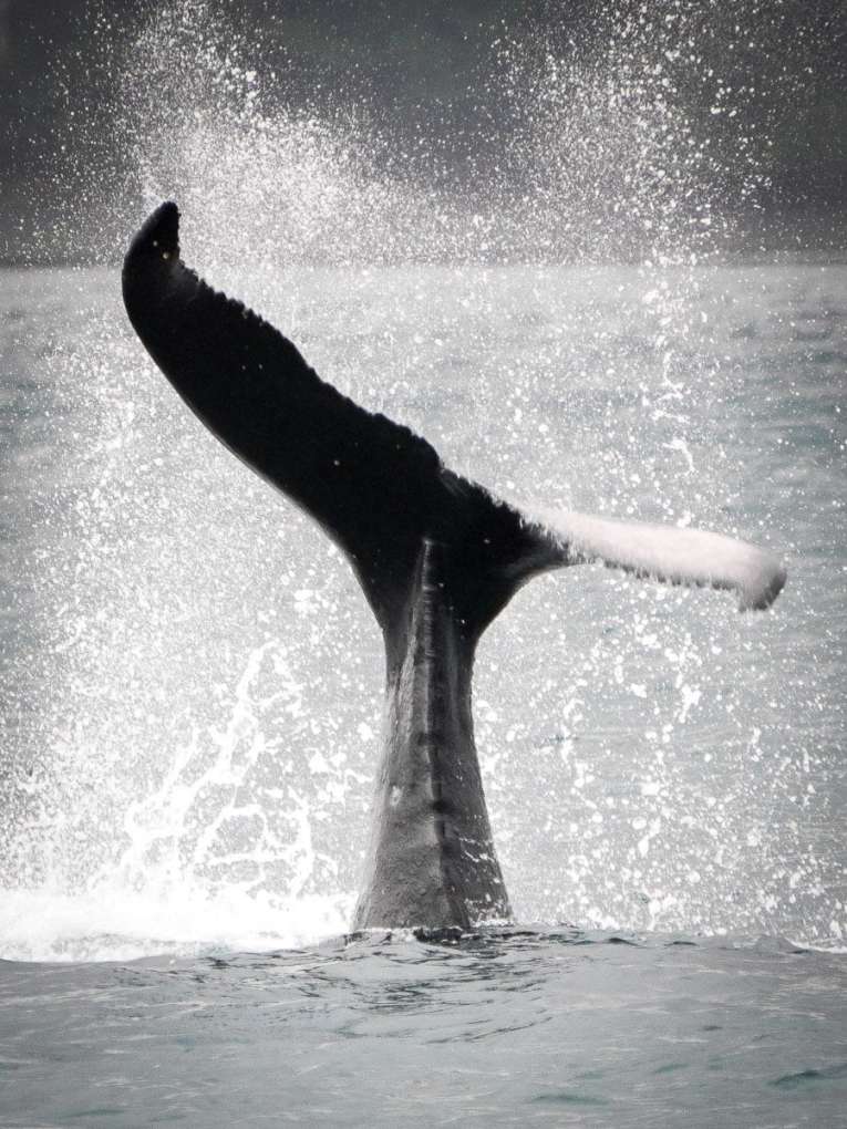 observation des baleines à playa blanca parc utria pacifique colombie