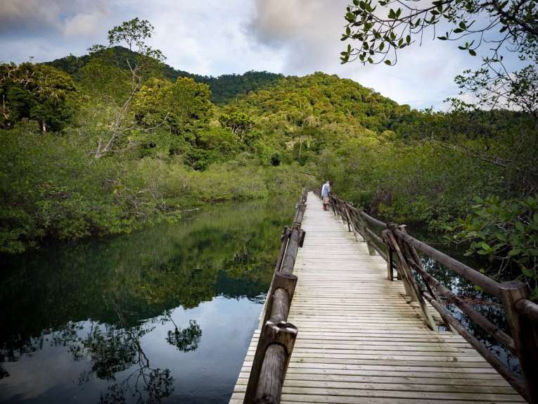 mangrove au parc d'utria près de nuqui et bahia solano sur la côte pacifique de colombie