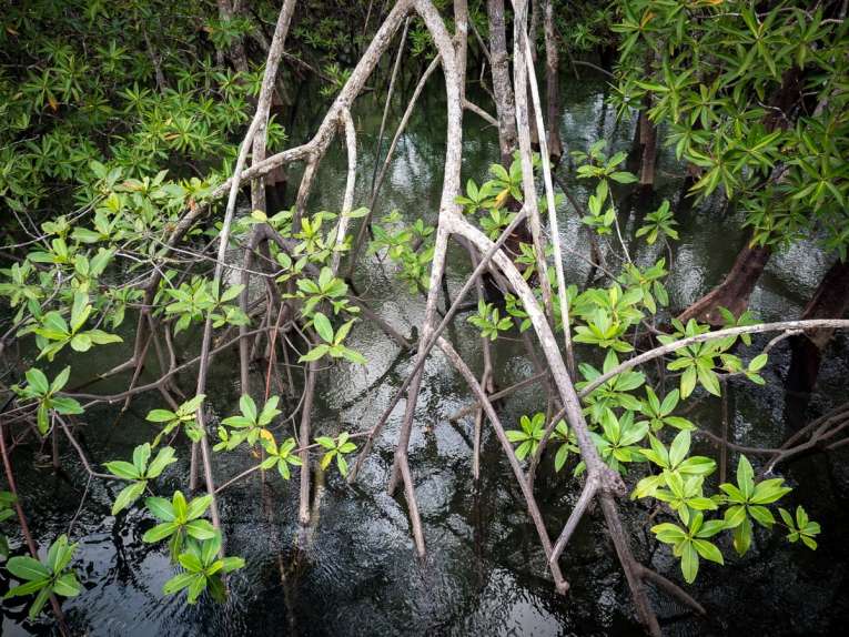 mangrove au parc d'utria près de nuqui et bahia solano sur la côte pacifique de colombie