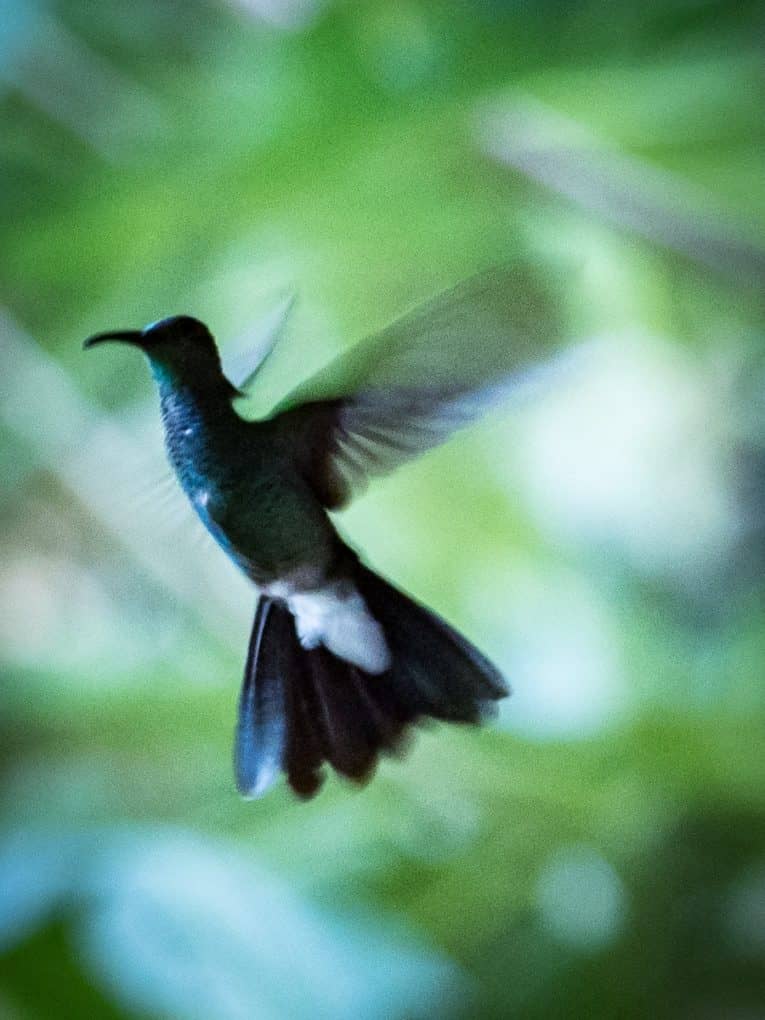 colibri Minca dans la Sierra Nevada Colombie