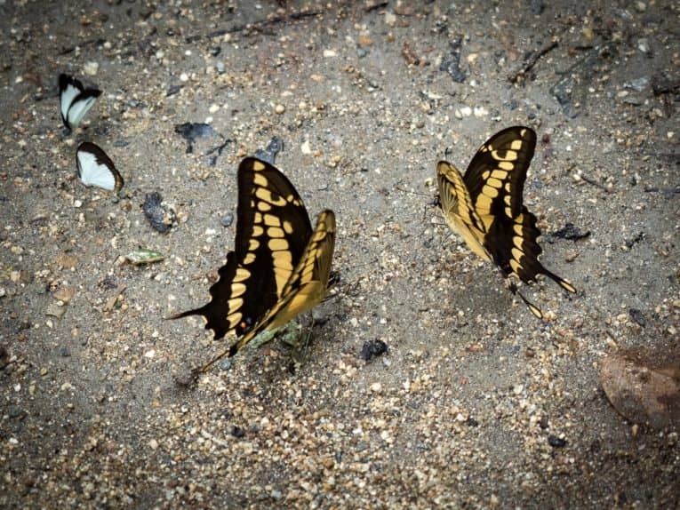 Papillons Minca dans la Sierra Nevada Colombie
