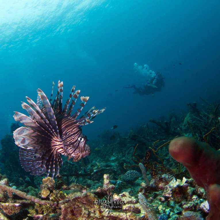Plongée sous-marine à Islas del Rosario, Carthagène en Colombie