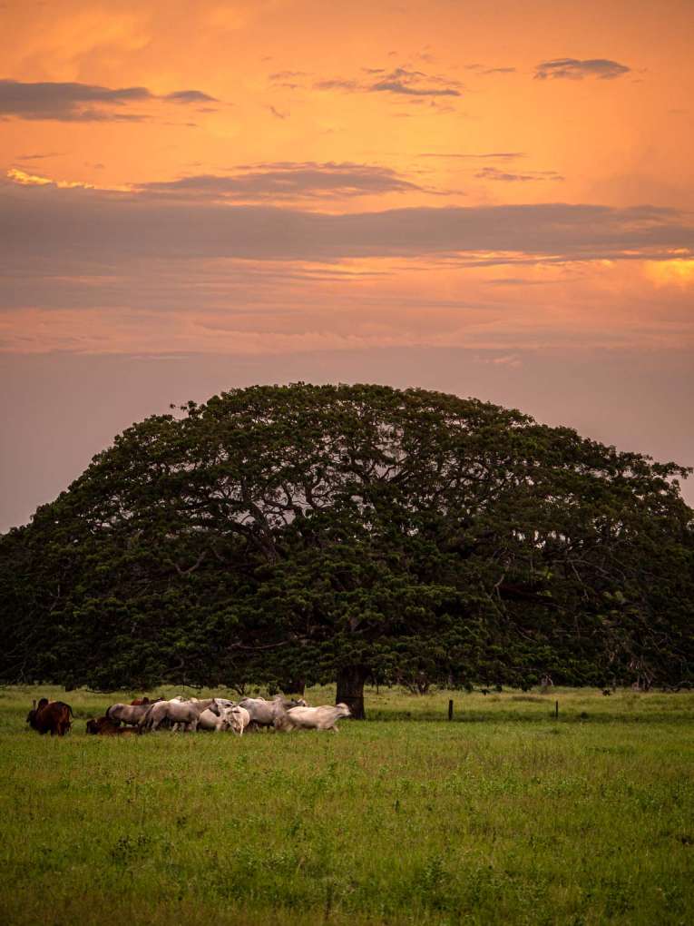 Arbre et vaches au Coucher de soleil dans le Casanare