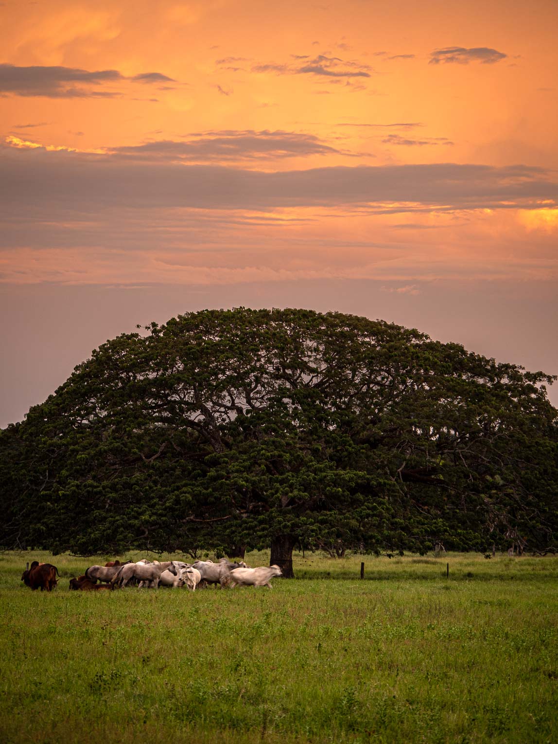 Arbre et vaches au Coucher de soleil dans le Casanare