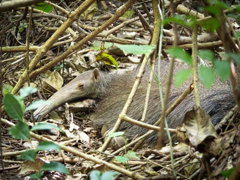 Fourmilier, faune et animaux sauvages dans la région du Casanare, Llanos en Colombie