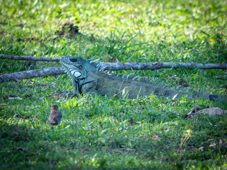 Iguane, faune et animaux sauvages dans la région du Casanare, Llanos en Colombie
