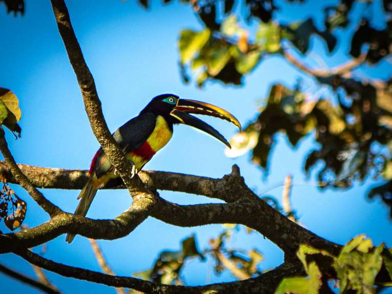 Toucan, faune et animaux sauvages dans la région du Casanare, Llanos en Colombie