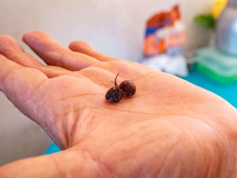 La main d'une personne tenant deux petites graines noires.