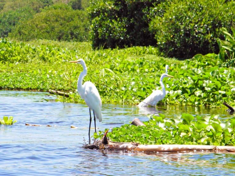 Deux oiseaux blancs debout dans un plan d'eau.