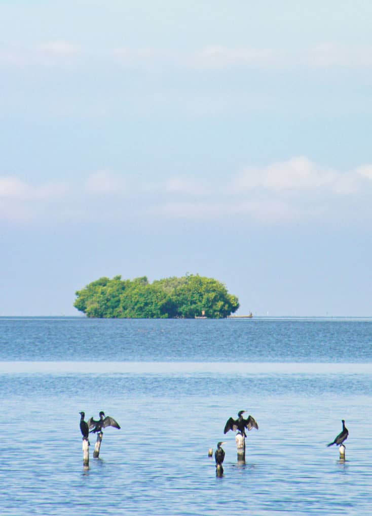 Un groupe d'oiseaux debout dans l'eau près d'une île.