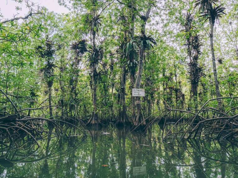mangrove coqui pacifique