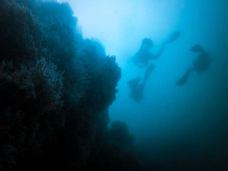 Plongée sous-marine à Arusi, côte pacifique de Colombie