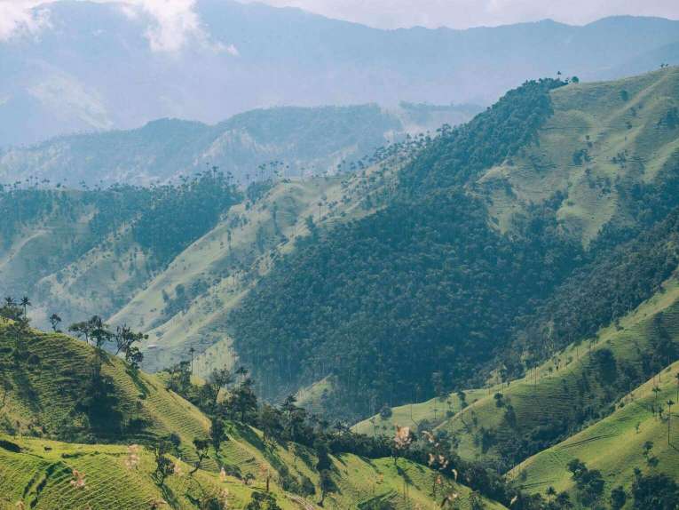 Vallée de la Carbonera (Tochecito), la plus grande forêt de palmiers de cire de Colombie