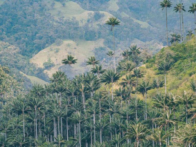 Vallée de la Carbonera (Tochecito), la plus grande forêt de palmiers de cire de Colombie