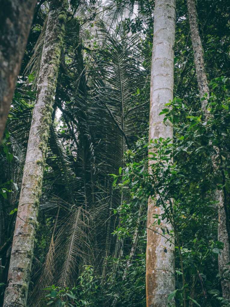 Vallée de la Carbonera (Tochecito), la plus grande forêt de palmiers de cire de Colombie