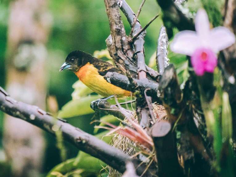 Birdwatching en Colombie, où observer les oiseaux