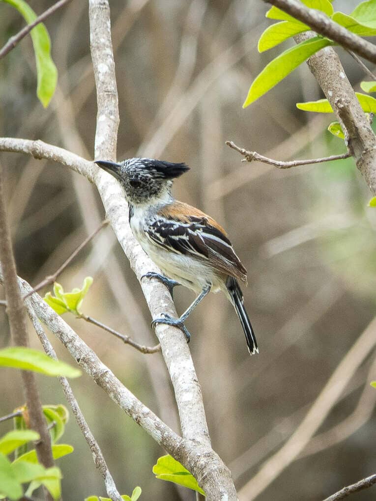 Birdwatching en Colombie, où observer les oiseaux