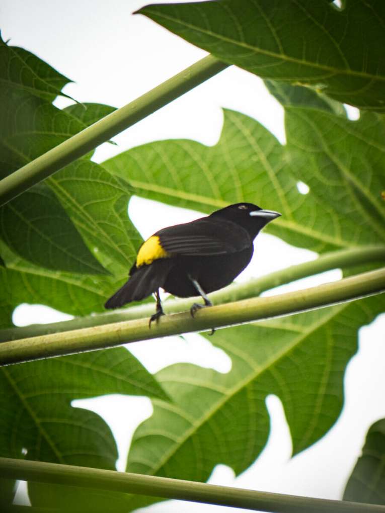 Birdwatching en Colombie, où observer les oiseaux en Colombie
