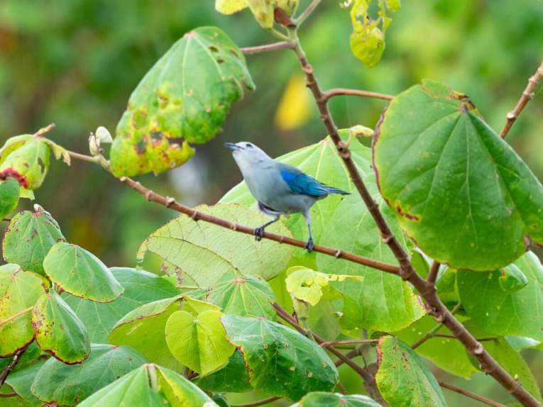 Birdwatching en Colombie, où observer les oiseaux en Colombie