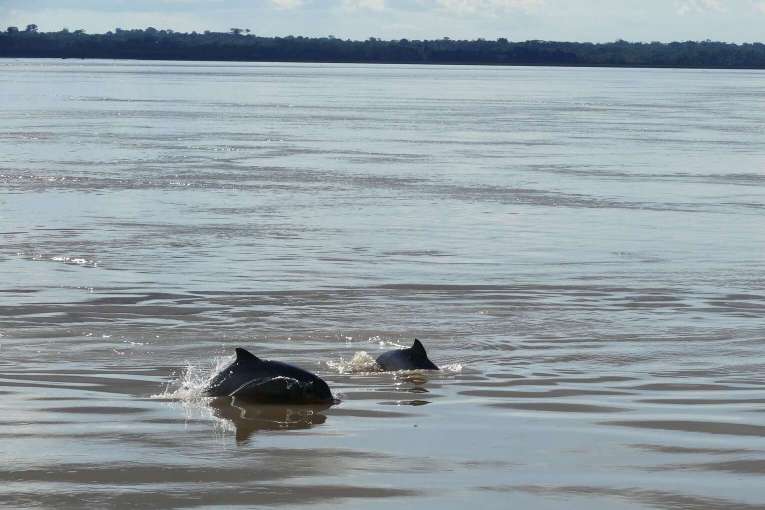 Où voir les dauphins roses en Colombie, informations sur les dauphins de roses d'Amazonie