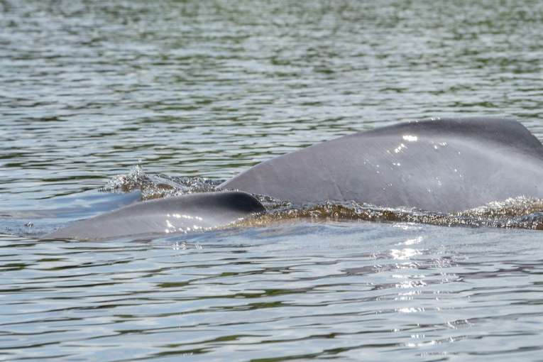 Où voir les dauphins roses en Colombie, informations sur les dauphins roses d'Amazonie en Colombie