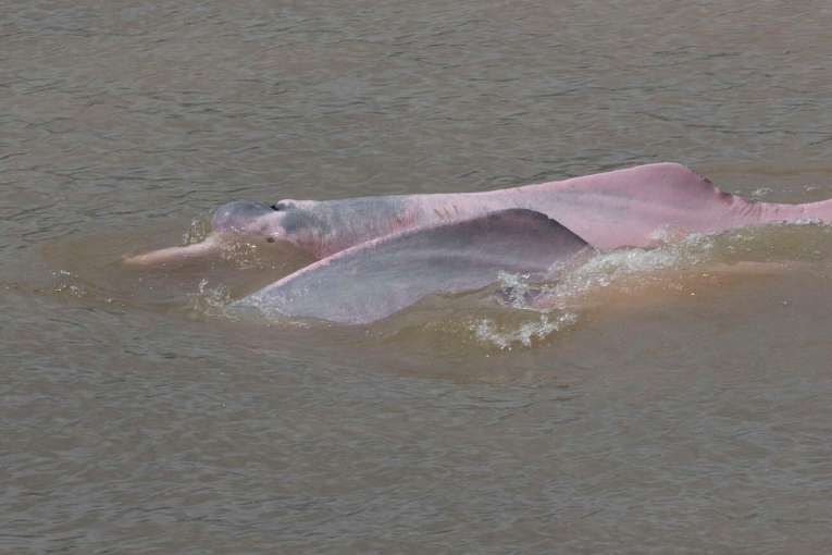 Où voir les dauphins roses en Colombie ?