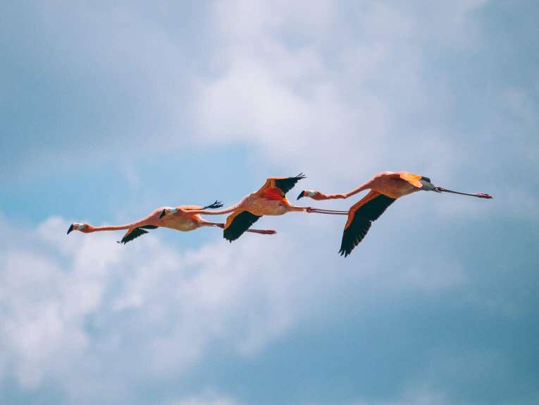Où voir les flamants roses en Colombie