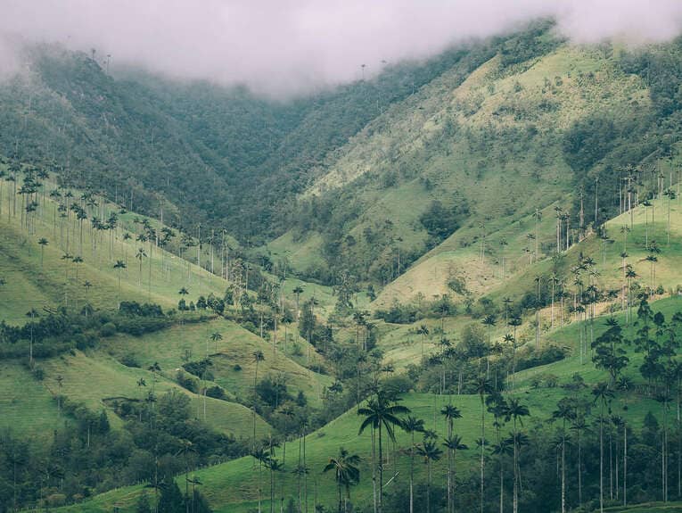 Vallée de Cocora : un trek incontournable