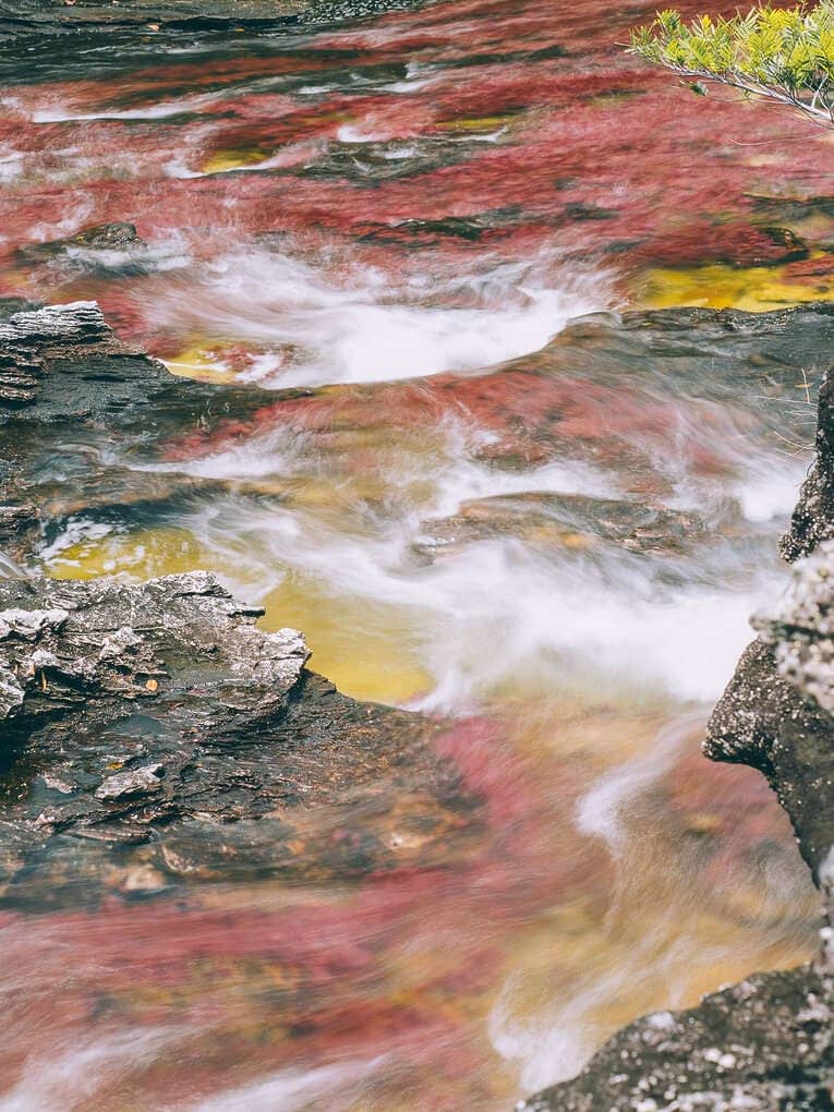 Guide pour visiter Caño Cristales, la plus belles rivière du monde