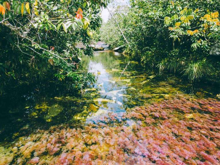 Guide pour visiter Caño Cristales, la plus belles rivière du monde